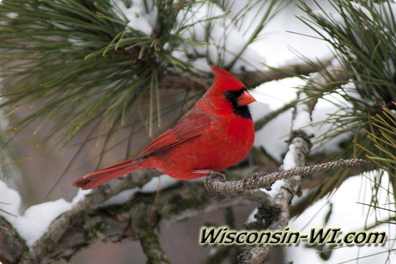 wisconsin birds wisconsin birds