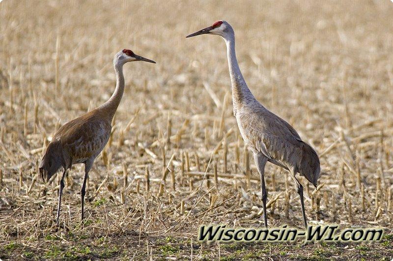 Sandhill Cranes